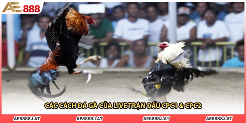 Các cách đá gà của live trận đấu CPC1 & CPC2