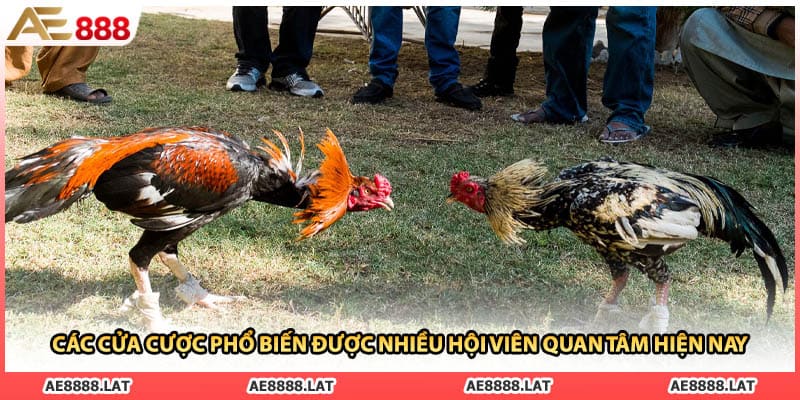 Các cửa cược phổ biến được nhiều hội viên quan tâm hiện nay