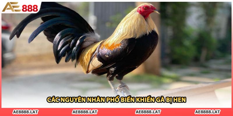 Các nguyên nhân phổ biến khiến gà bị hen