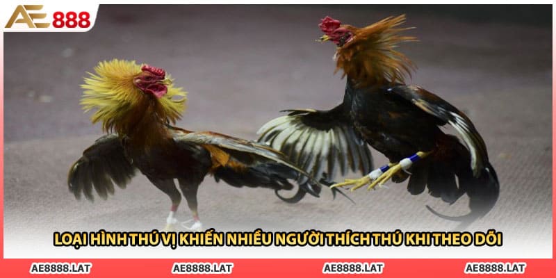 Loại hình thú vị khiến nhiều người thích thú khi theo dõi
