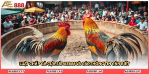 Luật Chấp Gà Cựa Sắt AE888 Và Các Thông Tin Cần Biết