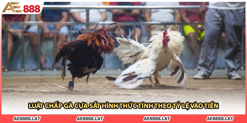 Luật chấp gà cựa sắt hình thức tính theo tỷ lệ vào tiền
