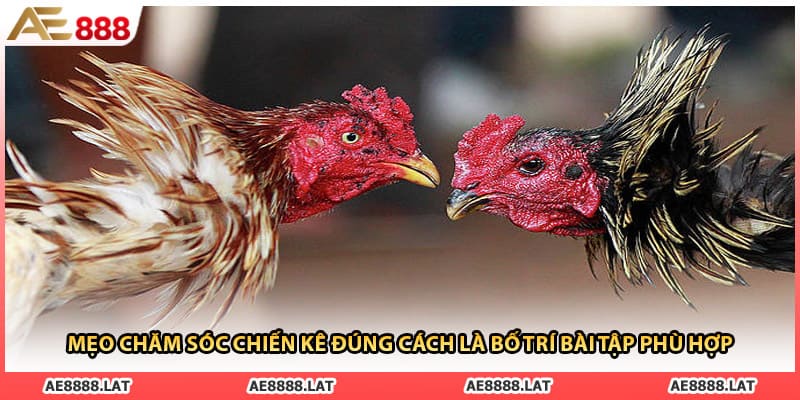 Mẹo chăm sóc chiến kê đúng cách là bố trí bài tập phù hợp