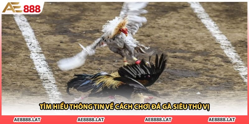 Tìm hiểu thông tin về cách chơi đá gà siêu thú vị