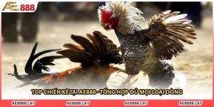 Top Chiến Kê Tại AE888 - Tổng Hợp Đủ Mọi Loại Dòng
