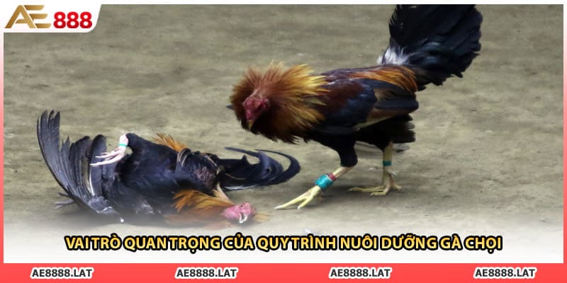 Vai trò quan trọng của quy trình nuôi dưỡng gà chọi